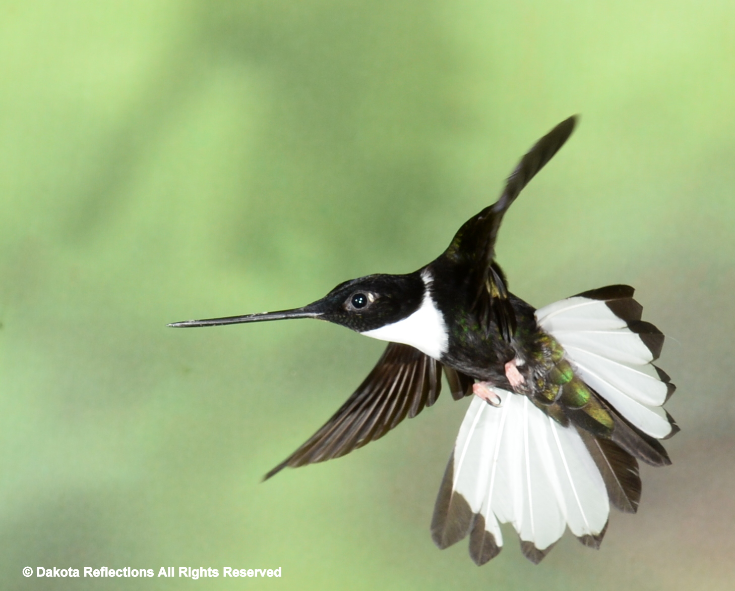 ハミングバードページ hummingbird – Page 3 – Pic for Today